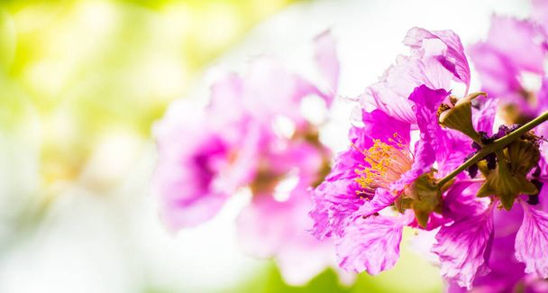 Close up Violet Lagerstroemia floribunda flower in home garden on summer. - Photo, Image