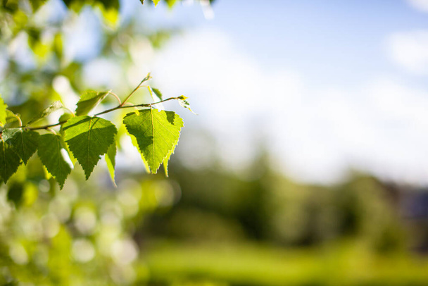 Fondo natural. Fondo de primavera brillante con hojas verdes en una rama de abedul a la luz del sol. Hay una venganza por el texto - Foto, Imagen
