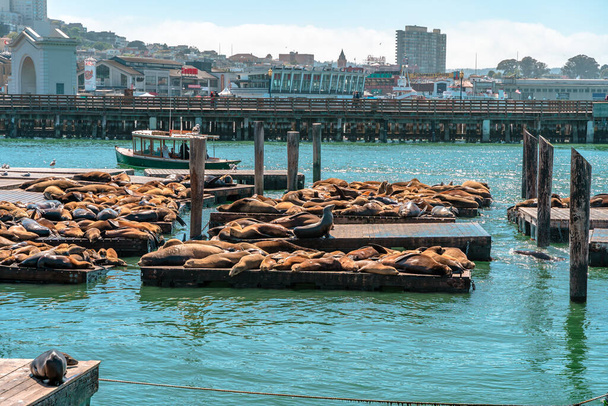 Pier 39 with sea lions, San Francisco Fisherman's Wharf, California, USA - Foto, Bild