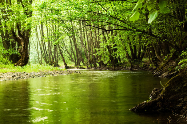 green forest and river - Foto, Bild