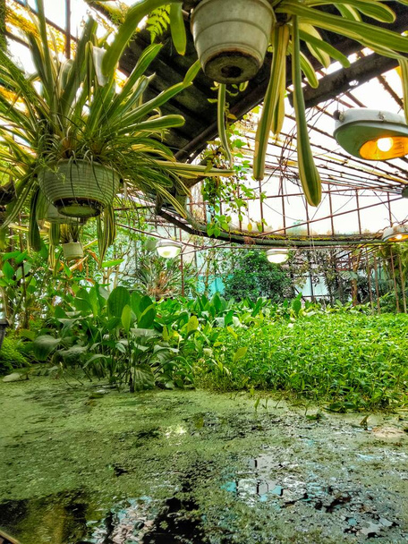 Kasvihuone vesieliöiden trooppisia kasveja.Kasvihuone vesikasvien pala säiliö. Vesi lilja, glechik, ankka, agave - Valokuva, kuva
