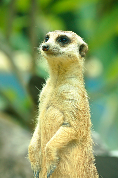 Meerkats  - Photo, Image