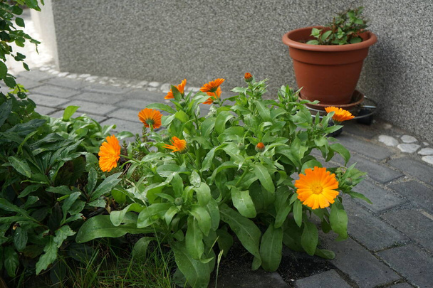 Calendula officinalis in the garden. Calendula officinalis, the pot marigold, ruddles, common marigold or Scotch marigold, is a flowering plant in the daisy family Asteraceae. Berlin, Germany  - Photo, Image