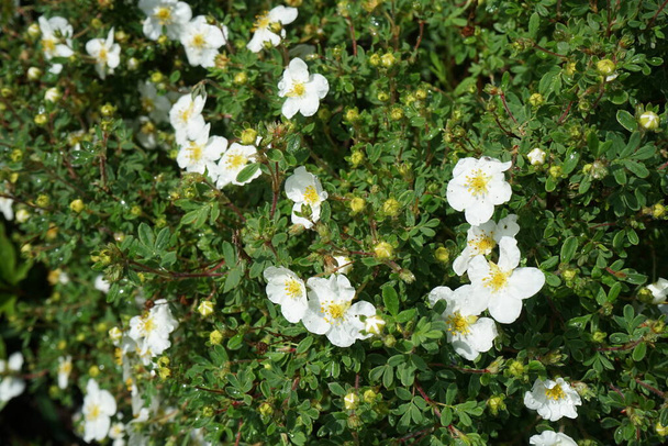 White Potentilla "Abbotswood" in the garden in May. Potentilla is a herbaceous flowering plant from the rosaceae family. Berlin, Germany  - Photo, Image