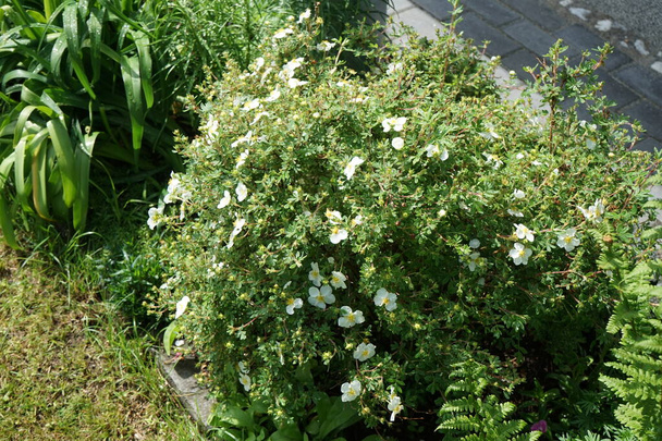Weiße Potentilla "Abbotswood" im Mai im Garten. Potentilla ist eine krautige Blütenpflanze aus der Familie der Rosengewächse. Berlin, Deutschland  - Foto, Bild