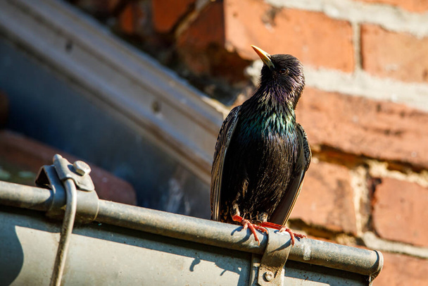 Starling bird na střeše - Fotografie, Obrázek