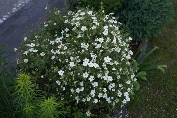 Beyaz Potentilla "Abbotswood" mayıs ayında bahçede. Potentilla, Rosaceae familyasından bir bitki türü. Berlin, Almanya  - Fotoğraf, Görsel