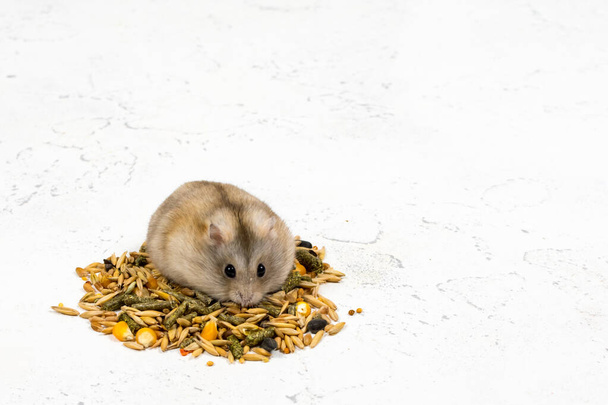 A fluffy ginger hamster sits on a pile of food and looks. Pet feeding concept. Place for an inscription. - 写真・画像