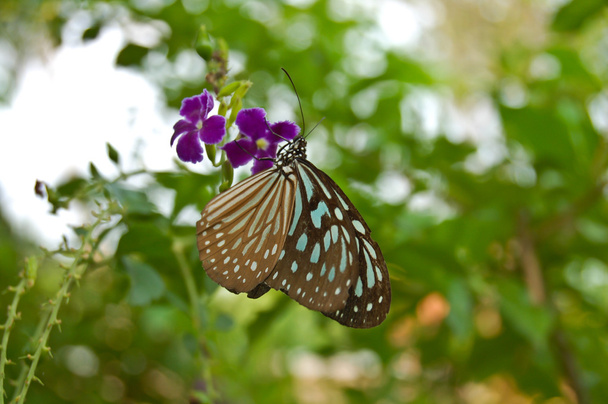 pillangó egy virágon  - Fotó, kép