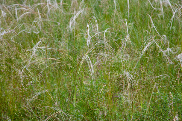 Stipa es un género de alrededor de 300 grandes hierbas hermafroditas perennes conocidas colectivamente como hierba de plumas, hierba aguja y hierba de la lanza. - Foto, Imagen