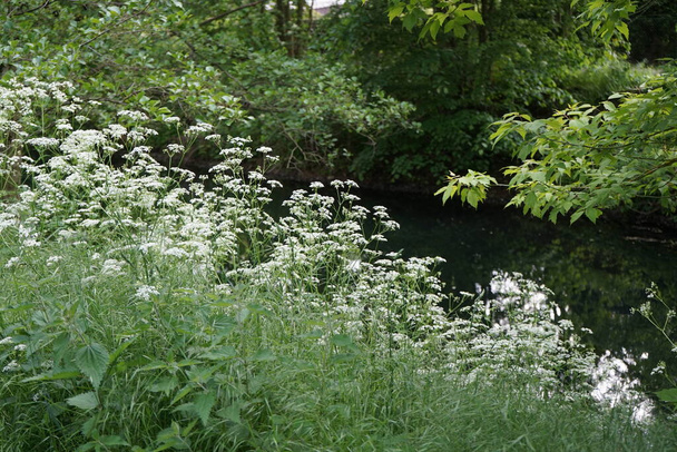 Anthriscus sylvestris, cow parsley, wild chervil, wild beaked parsley, or keck, is a herbaceous biennial or short-lived perennial plant in the family Apiaceae, Umbelliferae, genus Anthriscus. Berlin, Germany - Photo, Image