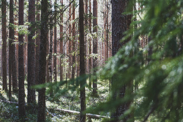Lesní krajina v mlze. Větve jehel v popředí - Fotografie, Obrázek