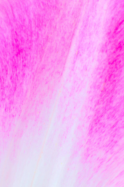 Petal from a pink tulip flower texture background. Minimalism, beautiful natural wallpaper. Copy space, close up. Macro photo. - Photo, Image