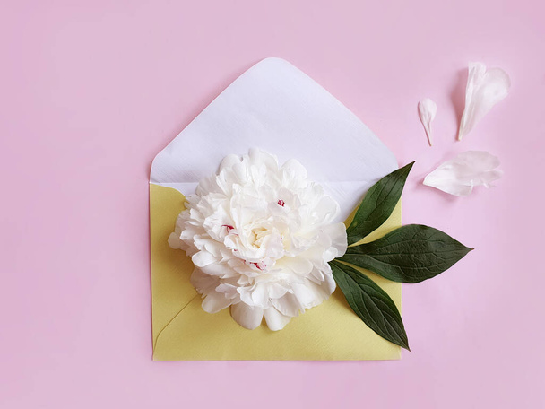 конверт квіткового півонії на кольоровому фоні
 - Фото, зображення