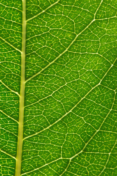  green leaf  - Photo, image