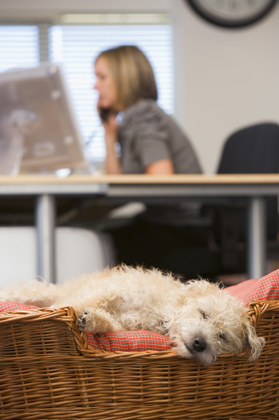 Dog sleeping in home office with woman in background - Valokuva, kuva