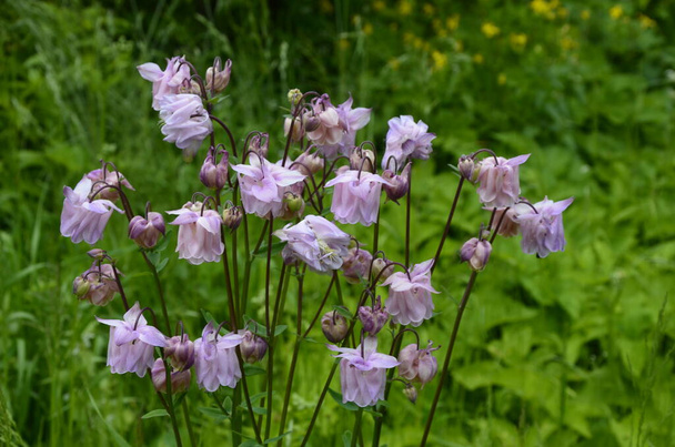 Akelei oder Akelei (Aquilegia vulgaris), blühende Pflanze im Garten. - Foto, Bild