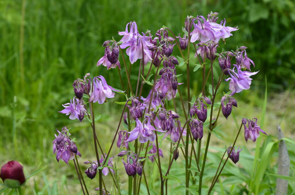European columbine or common columbine(Aquilegia vulgaris), flowering plant in the garden. - Photo, Image