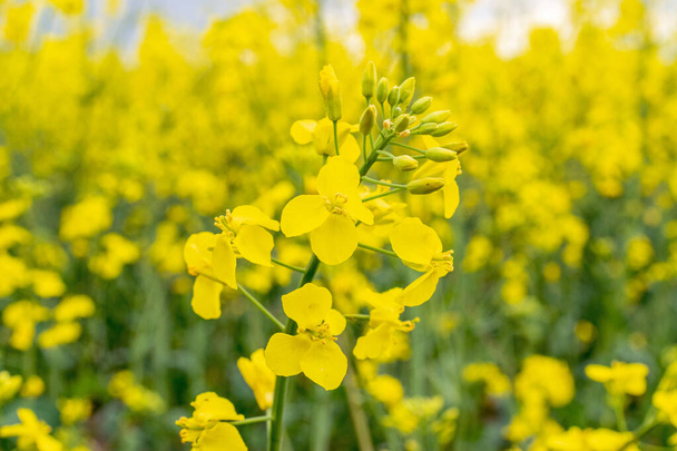 Canola field. Rapeseed plant, colza rapeseed for green energy. Yellow rape flower for healthy food oil on field. Springtime golden flowering - Photo, Image