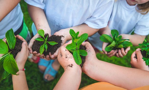 Los niños tienen plantas en sus manos para plantar. Enfoque selectivo. Naturaleza. - Foto, imagen
