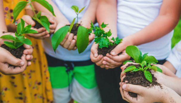 Τα παιδιά κρατούν τα φυτά στα χέρια τους για να τα φυτέψουν. Επιλεκτική εστίαση. Φύση. - Φωτογραφία, εικόνα