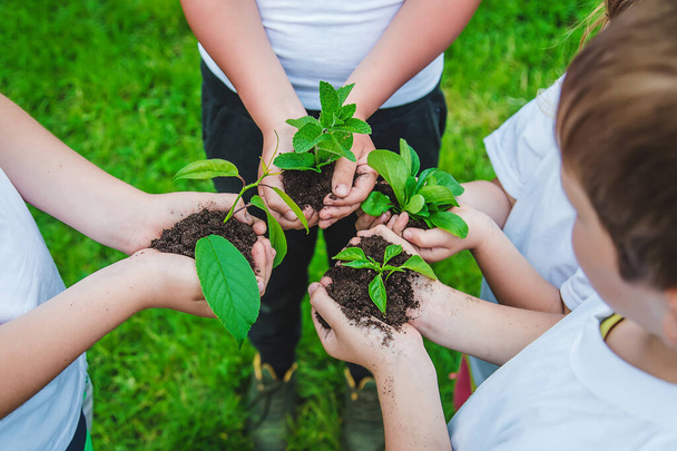 Kinderen houden planten in hun handen om te planten. Selectieve focus. Natuur. - Foto, afbeelding