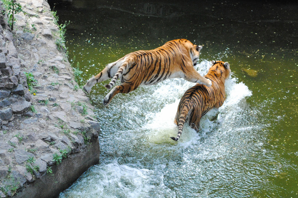 Tigre saltando sobre tigre en agua
 - Foto, imagen