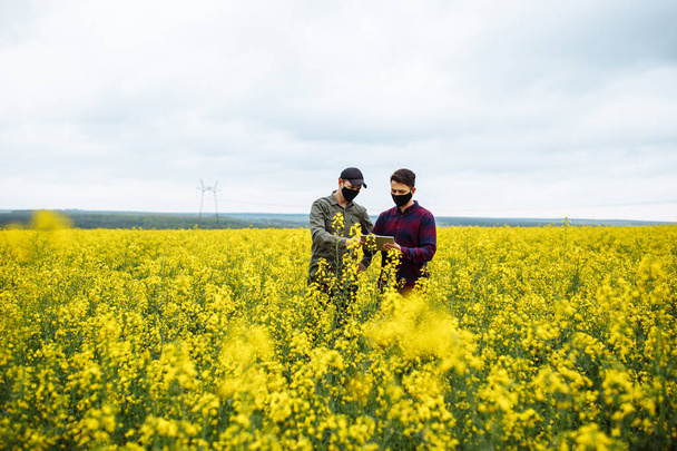 Blühendes Rapsfeld. Zwei maskierte Bauern stehen mit einem Tablet in der Mitte des Feldes. Der Agrarwissenschaftler zeigt auf die Tablette. Kontrolle von Raps - Foto, Bild