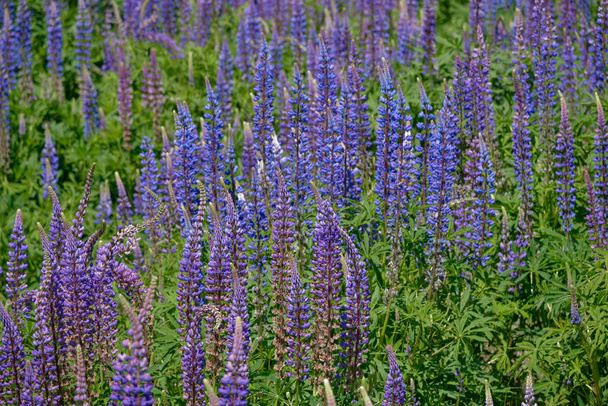 Clusters de Lupines azuis com suas asas, quilhas e bandeiras em plena floração. Tons de azul, violeta e malva. - Foto, Imagem