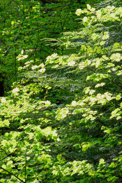 Des nuances de vert. Couches de feuillage d'arbres différents - certaines illuminées par le soleil - trouvées dans la forêt du parc provincial Alice Lake, Colombie-Britannique, Canada - Photo, image