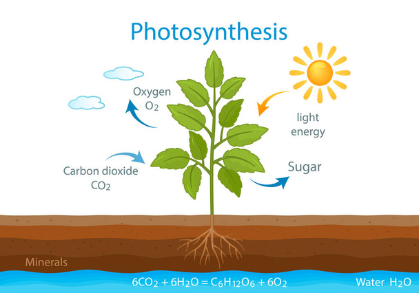 affiche d'enseignement avec le processus de respiration cellulaire d'une plante en croissance avec des feuilles. photosynthèse dans la nature. illustration vectorielle - Vecteur, image