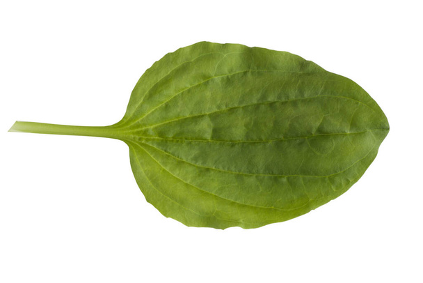 Plantago lanceolata, plantain à feuilles étroites isolé sur fond blanc. Plantain est un remède naturel à base de plantes pour la toux et les problèmes respiratoires. - Photo, image