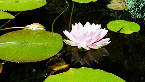 Lotus flower - Фото, зображення