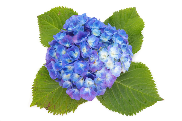 Hermosa flor de hortensia - Foto, imagen
