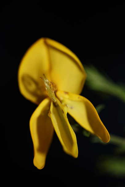 Yellow flower blossom close up spartium jenceum family leguminosae botanical modern black background high quality big size prints - 写真・画像