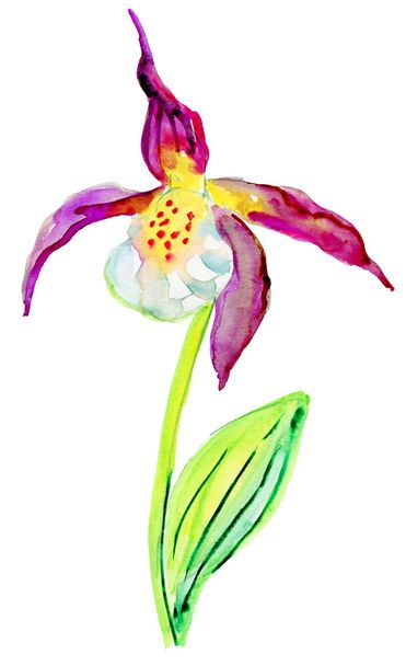 Lady Slipper Orchid - Photo, image