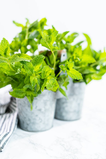 Fresh mint from the organic garden on a marble background. - Photo, Image