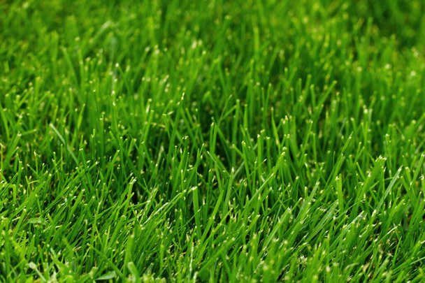 Green grass pattern and texture for background. Close-up - Photo, Image