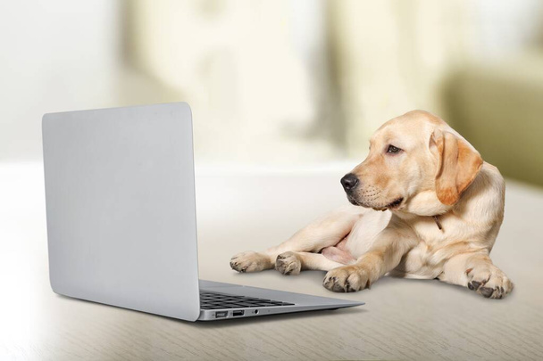 Domestic cute dog lying on a bed at home looking to computer laptop. - Φωτογραφία, εικόνα