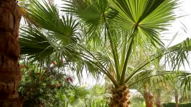 feuilles de palmier sur fond bleu ciel - Séquence, vidéo