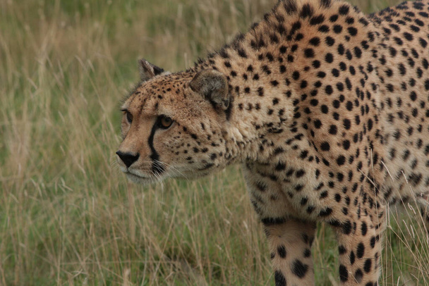 A selective focus shot of a cheetah in its natural habitat - Foto, Bild