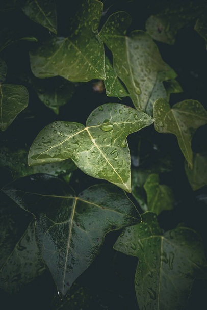 A vertical shot of green leaves with water droplets on top - Foto, immagini