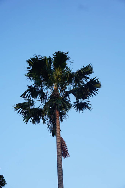 Palm tree leaves. Natural tropical forest, green pattern with white blue sky - Photo, Image