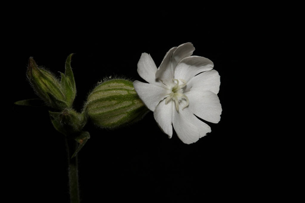 Witte bloesem close-up botanische achtergrond sileen latifolia familie caryophyllceae hoge kwaliteit grote maten prints - Foto, afbeelding
