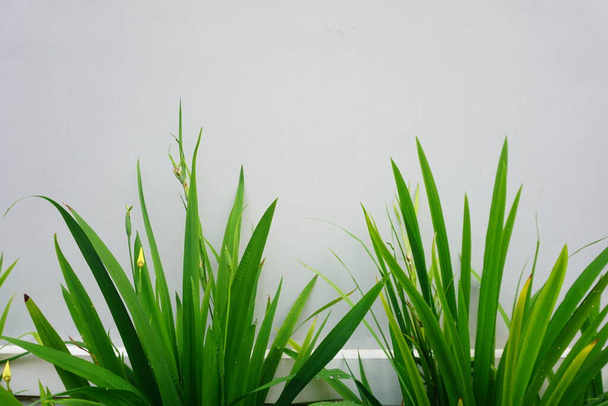 Gri duvarın yanında taze yeşil çimen. Metin için boşluk - Fotoğraf, Görsel
