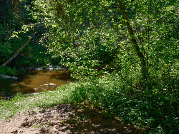 maaseudulla metsä joki kesällä korkea ruoho ja lehdet. tummanruskea vesi stream kiviä. - Valokuva, kuva