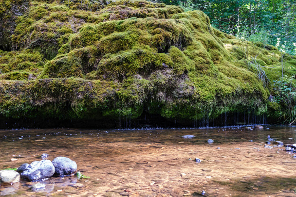 rzeki lasu wsi w lecie z wysokiej trawy i liści. ciemnobrązowy strumień wody ze skałami. - Zdjęcie, obraz
