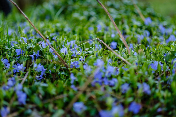 неопределенные голубые цветы, цветущие в весеннем саду. текстура природы - Фото, изображение
