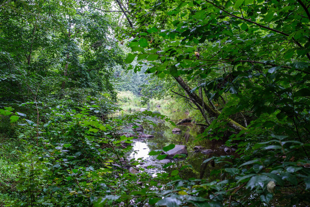 rivière de forêt rurale en été avec herbes hautes et feuillage. ruisseau d'eau brun foncé avec des roches. - Photo, image