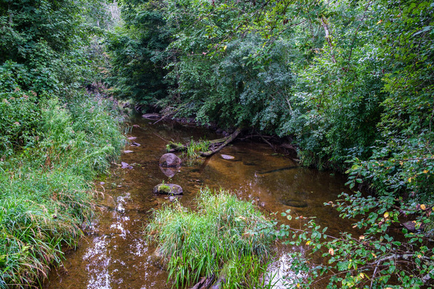 高い草や葉を持つ夏の田舎の森の川。黒い茶色の水が流れ. - 写真・画像